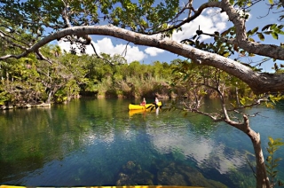 Remando en manglaternera